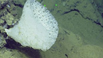 Media type: image;   Invertebrate Zoology 153111 Description: live specimen;